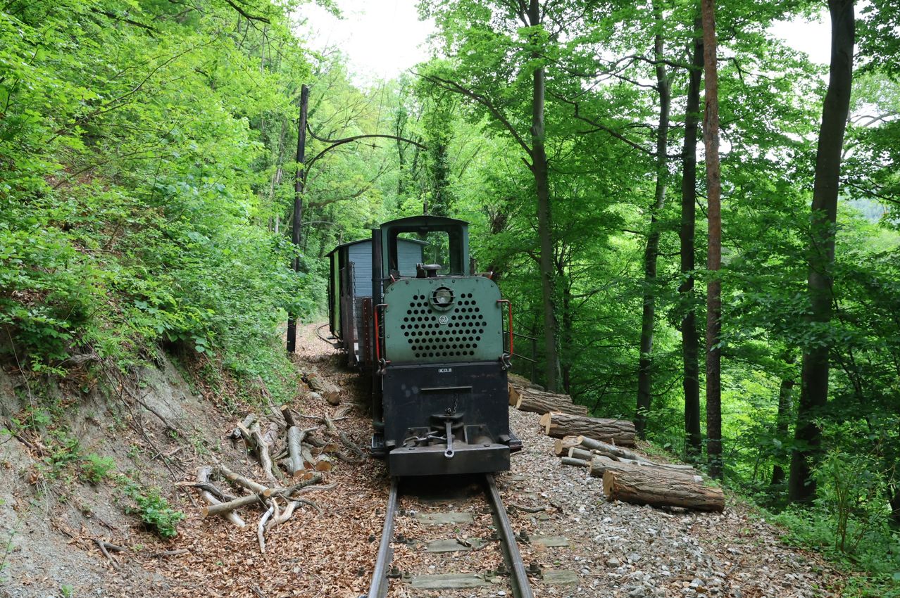 Eine kleine Lokomotive auf einer Eisenbahnschiene in einem Wald mit grünen Bäumen und umgestürzten Baumstämmen.