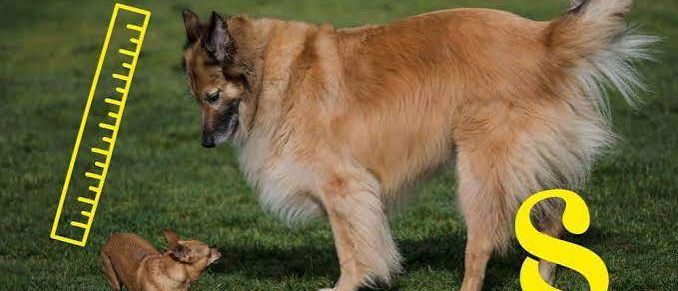 Ein großer Golden Retriever steht auf einem Grasfeld, mit einem kleinen Chihuahua vor ihm. Ein gelber Lineal ist neben dem Chihuahua platziert, um einen Größenvergleich anzuzeigen.