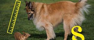 Ein großer Golden Retriever steht auf einem Grasfeld, mit einem kleinen Chihuahua vor ihm. Ein gelber Lineal ist neben dem Chihuahua platziert, um einen Größenvergleich anzuzeigen.