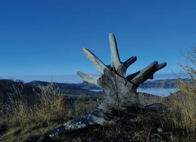 Ein Baumstumpf steht auf einem Grashügel, mit klarem blauem Himmel und entfernten Bergen im Hintergrund.