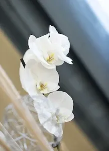 Drei weiße Orchideenblüten sind in einer Glasschale. Sie sind sorgfältig arrangiert. Der Hintergrund ist unscharf und konzentriert sich auf die Blüten.