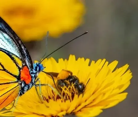 Ein Schmetterling mit leuchtend gelben und schwarzen Flügeln ruht auf einer strahlend gelben Blume. Eine Biene ist in der Nähe, scheinbar unbeeindruckt von der Anwesenheit des Schmetterlings.