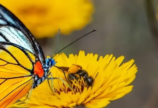 Ein Schmetterling mit leuchtend gelben und schwarzen Flügeln ruht auf einer strahlend gelben Blume. Eine Biene ist in der Nähe, scheinbar unbeeindruckt von der Anwesenheit des Schmetterlings.