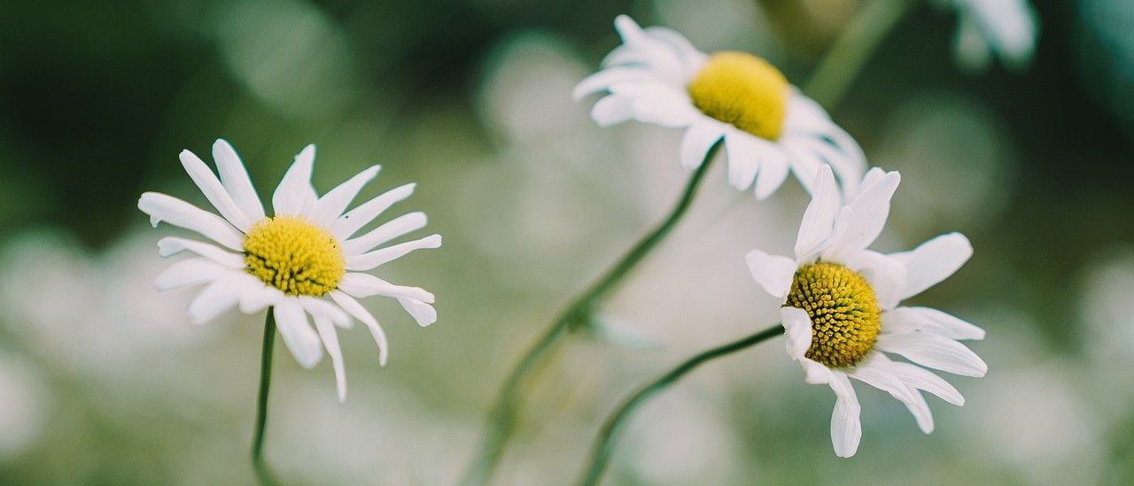 Bild enthält, Daisy, Flower, Plant, Petal, Pollen, Anemone, Anther