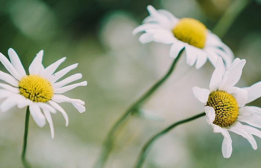 Bild enthält, Daisy, Flower, Plant, Petal, Pollen, Anemone, Anther
