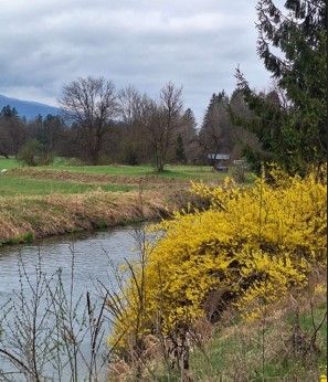 Eine friedliche Landschaft mit einem Fluss, gelben Blüten, Bäumen und einem entfernten Berg unter bewölktem Himmel.