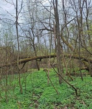 Ein Waldbild mit hohen Bäumen, einem umgestürzten Baumstamm und grünen Pflanzen. Die Bäume haben wenige Blätter, und der Boden ist mit Moos bedeckt.