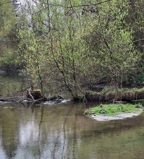Ein ruhiger Bach fließt sanft durch einen üppigen Wald. Grüne Bäume säumen die Ufer, und eine kleine Grasinsel steht in der Mitte. Ein Vogel ruht auf der Insel und spiegelt sich im klaren Wasser wider.