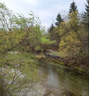 Ein kleiner Fluss fließt durch einen üppigen, grünen Wald mit Bäumen und Pflanzen auf beiden Seiten. Eine Steinmauer grenzt den Fluss auf der rechten Seite.