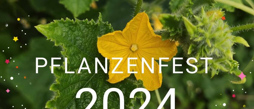 Bild enthält, Leaf, Vegetation, Cucumber, Food, Produce