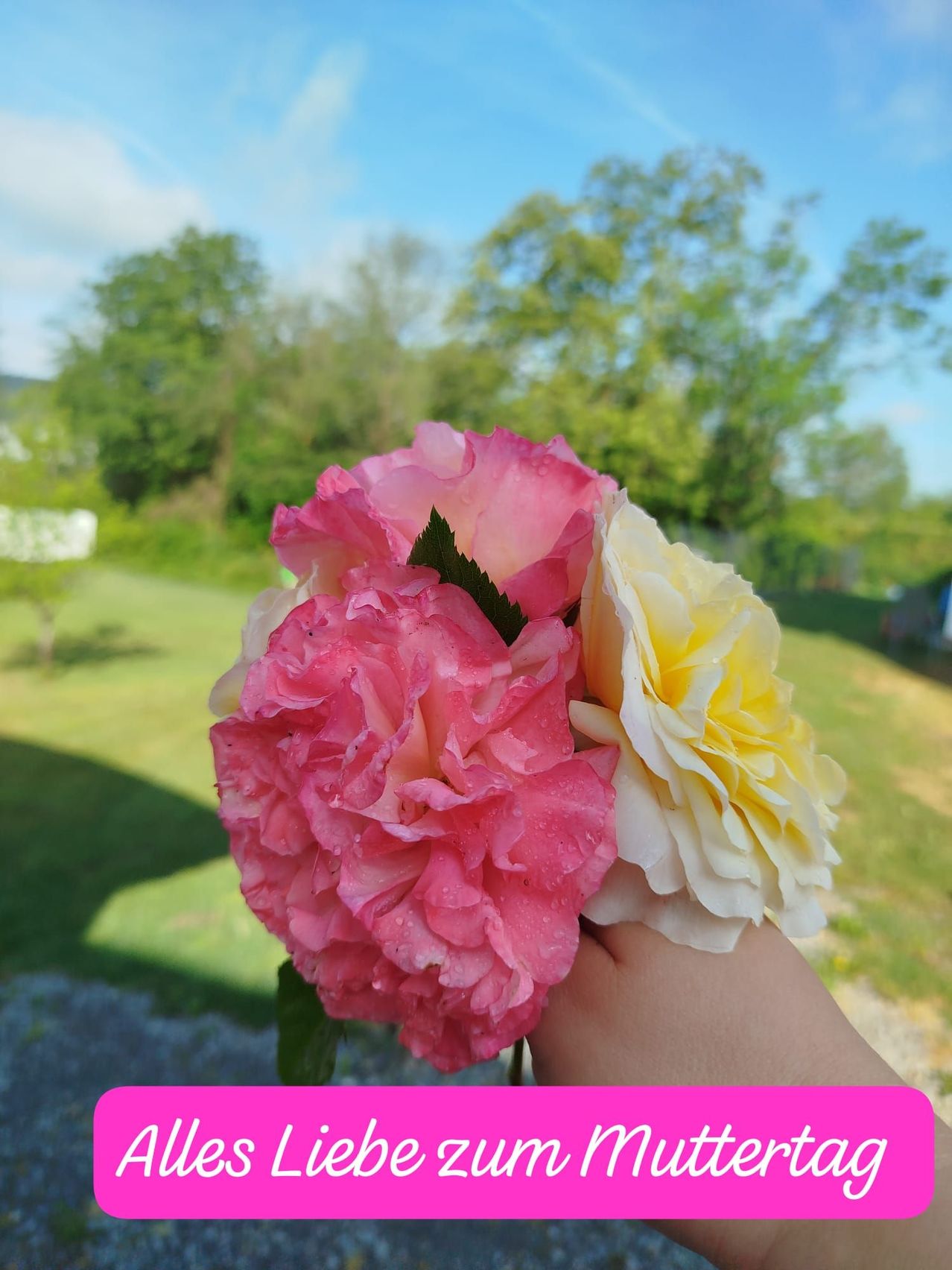 Eine Person hält einen Strauß aus rosa und gelben Rosen. Im Hintergrund ist ein Grasfeld mit Bäumen unter einem blauen Himmel zu sehen.