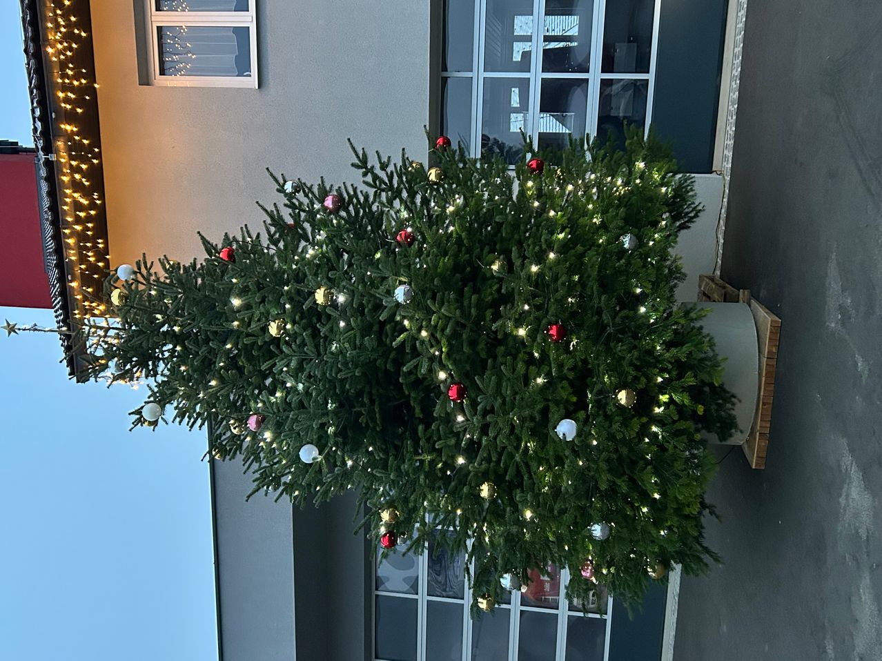 Ein großer Weihnachtsbaum, geschmückt mit farbenfrohen Ornamenten und Lichtern, steht an einer Wand mit Glasfenstern. Der Baum ist voller Zweige und üppig.