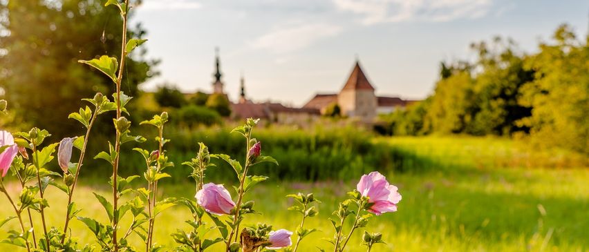 Bild enthält, Field, Grassland, Nature, Outdoors, Meadow, Grass, Anemone, Geranium, Pasture, Petal