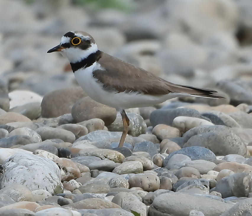 Ein kleiner Vogel mit schwarzem Augenfleck und weißer Brust steht auf Kieselsteinen in der Nähe von Wasser.