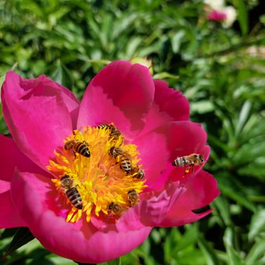 Bild enthält, Pollen, Anemone, Flower, Animal, Apidae, Bee, Petal, Wasp, Honey Bee, Geranium