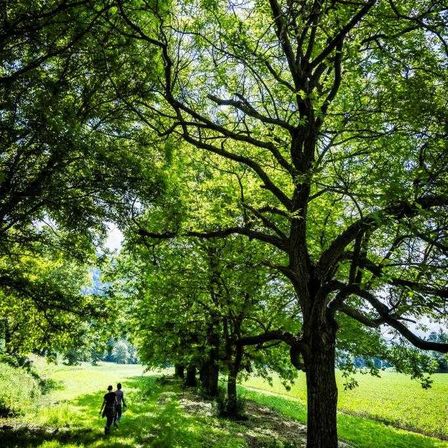 Bild enthält, Tree, Vegetation, Woodland, Green, Grove, Grass, Park, Walking, Path, Scenery