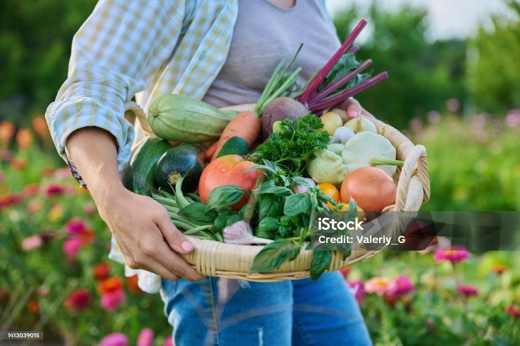 Eine Person hält einen Korb mit verschiedenen frischen Gemüsesorten in einem Garten.