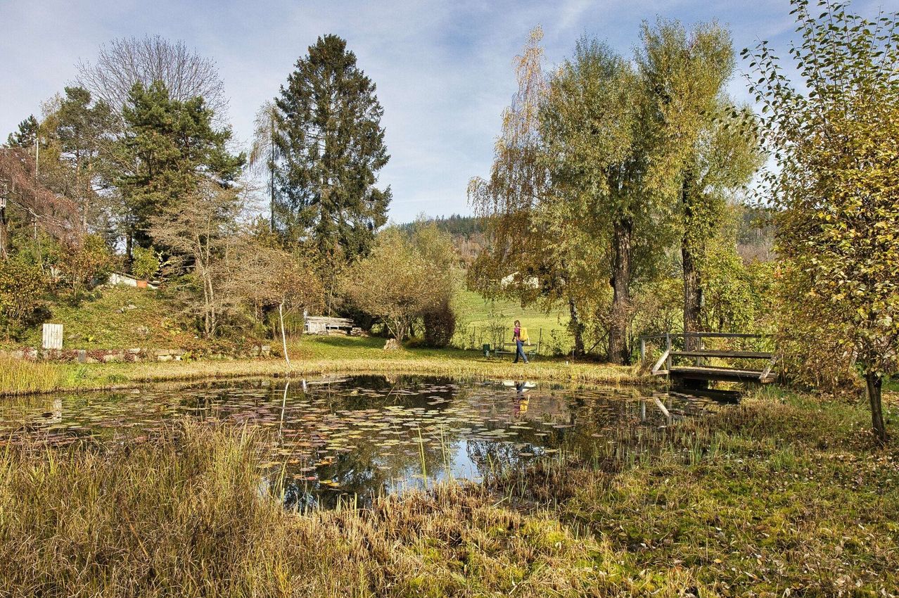 A person walks near a pond with lily pads and trees in a serene outdoor setting.