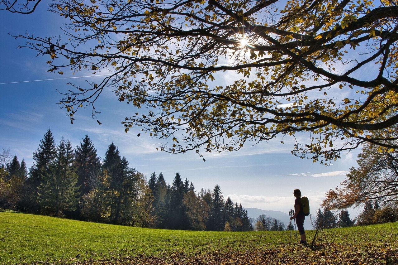 Ein Wanderer steht in einem grünen Feld unter einem großen Baum mit goldenen Blättern. Die Sonne scheint hell über dem Horizont, mit einem Wald und Bergen im Hintergrund.