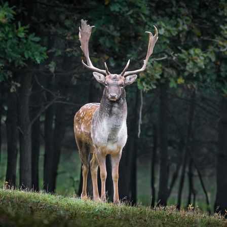 Ein Hirsch mit braun-weißem Fell und großen Geweihen steht auf einer grasbewachsenen Anhöhe, mit einem Wald im Hintergrund.