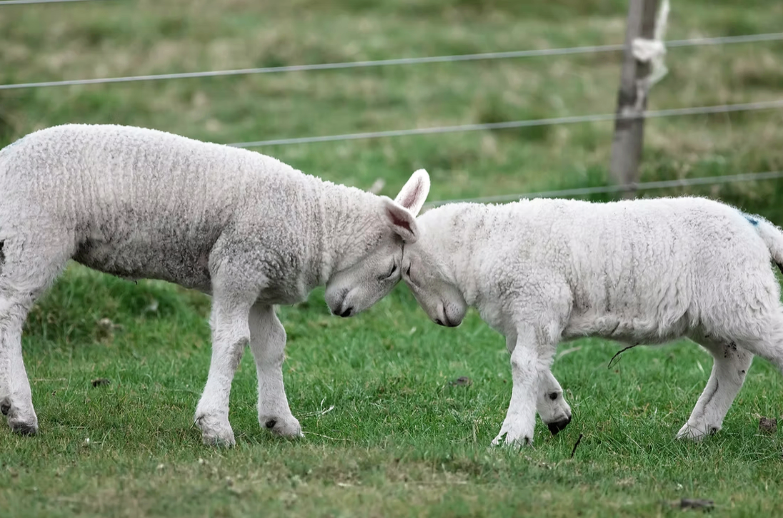 Two white lambs are standing on a grassy field, facing each other and possibly smelling each other. The field is surrounded by a barbed wire fence.