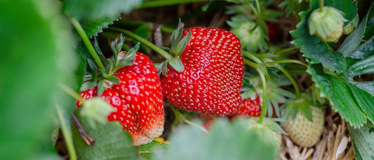 Nahaufnahme von reifen roten Erdbeeren, die auf einer Pflanze mit grünen Blättern und etwas Heu wachsen.