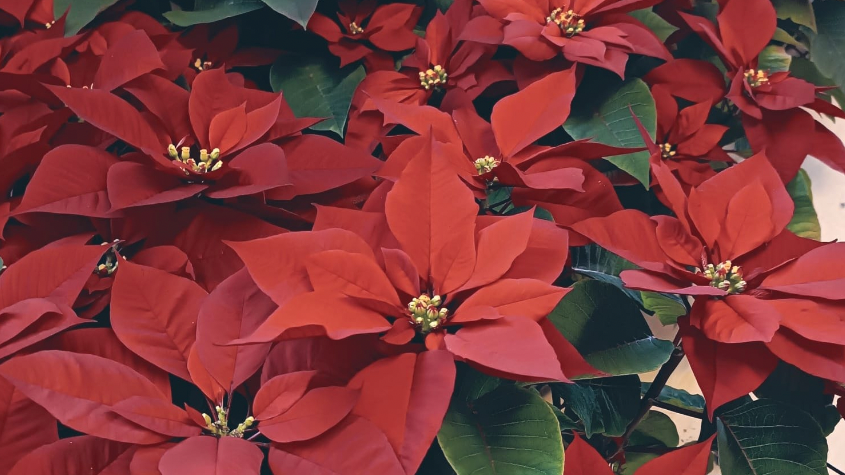 v1_migrated_image_64892771