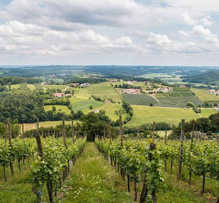 Bild enthält, Nature, Outdoors, Countryside, Rural, Farm, Vineyard