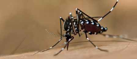 Nahaufnahme einer Mücke auf einem menschlichen Arm. Sie hat einen langen, schlanken Körper mit markanten schwarzen und weißen Streifen.