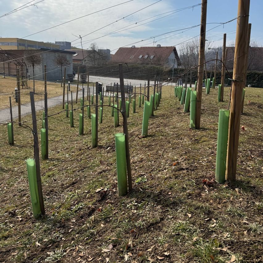 Bild enthält, Nature, Outdoors, Yard, Soil, Grass, Backyard, Graveyard, Utility Pole, City, Countryside