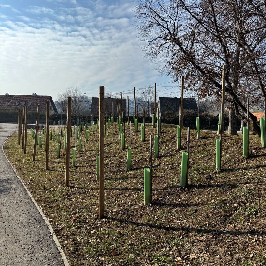 Bild enthält, Outdoors, Graveyard, Nature