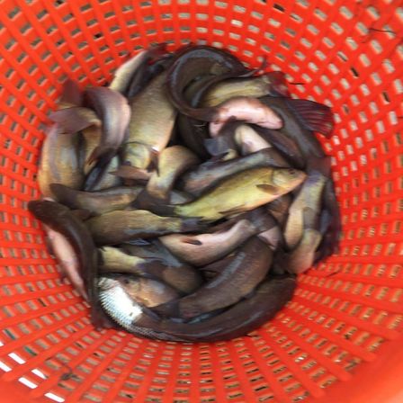 v1_migrated_image_30039488