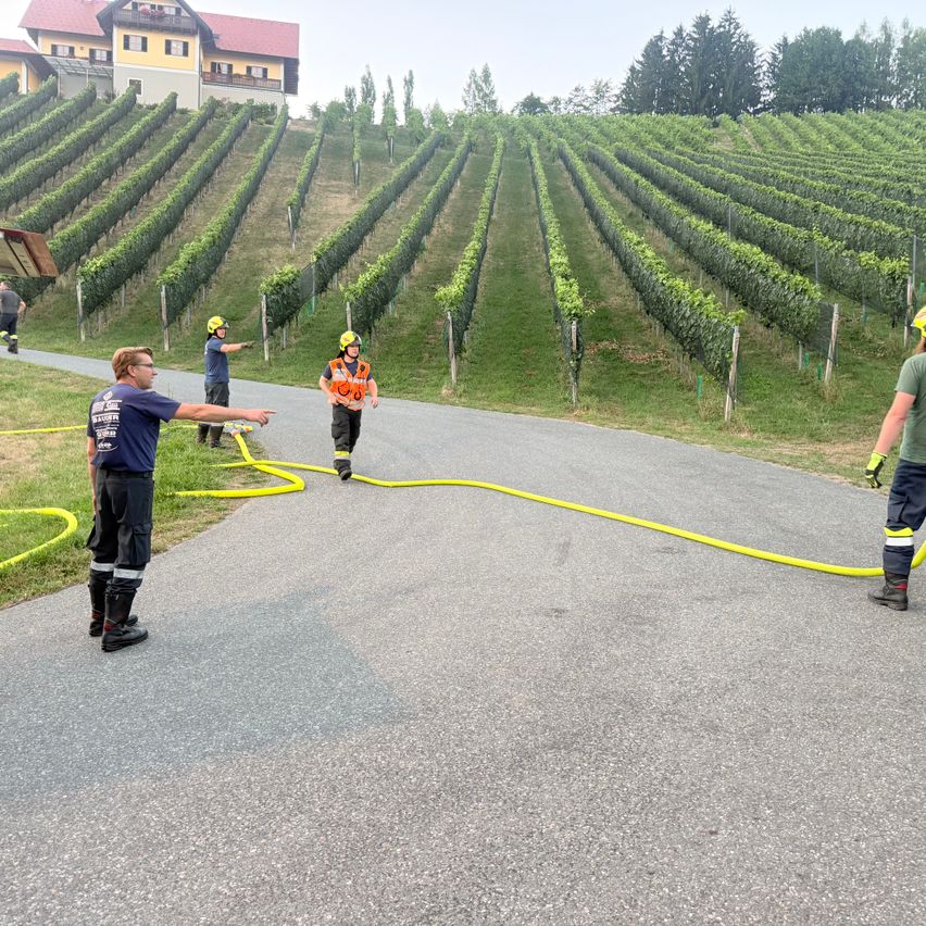 Firefighters in protective gear are working on a yellow hose on a road in a vineyard. The vineyard is surrounded by green grass and rows of grapevines.
