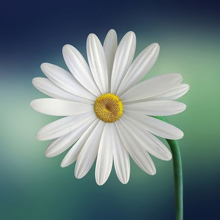 Eine weiße Gänseblümchenblüte mit gelbem Zentrum und Blütenblättern, die gegen einen Farbverlaufshintergrund aus Blau und Grün schwebt.