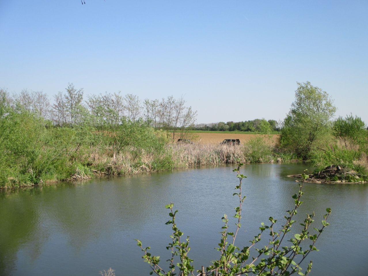 Ein ruhiger Teich umgeben von Grün und einem Feld im Hintergrund unter einem klaren blauen Himmel.