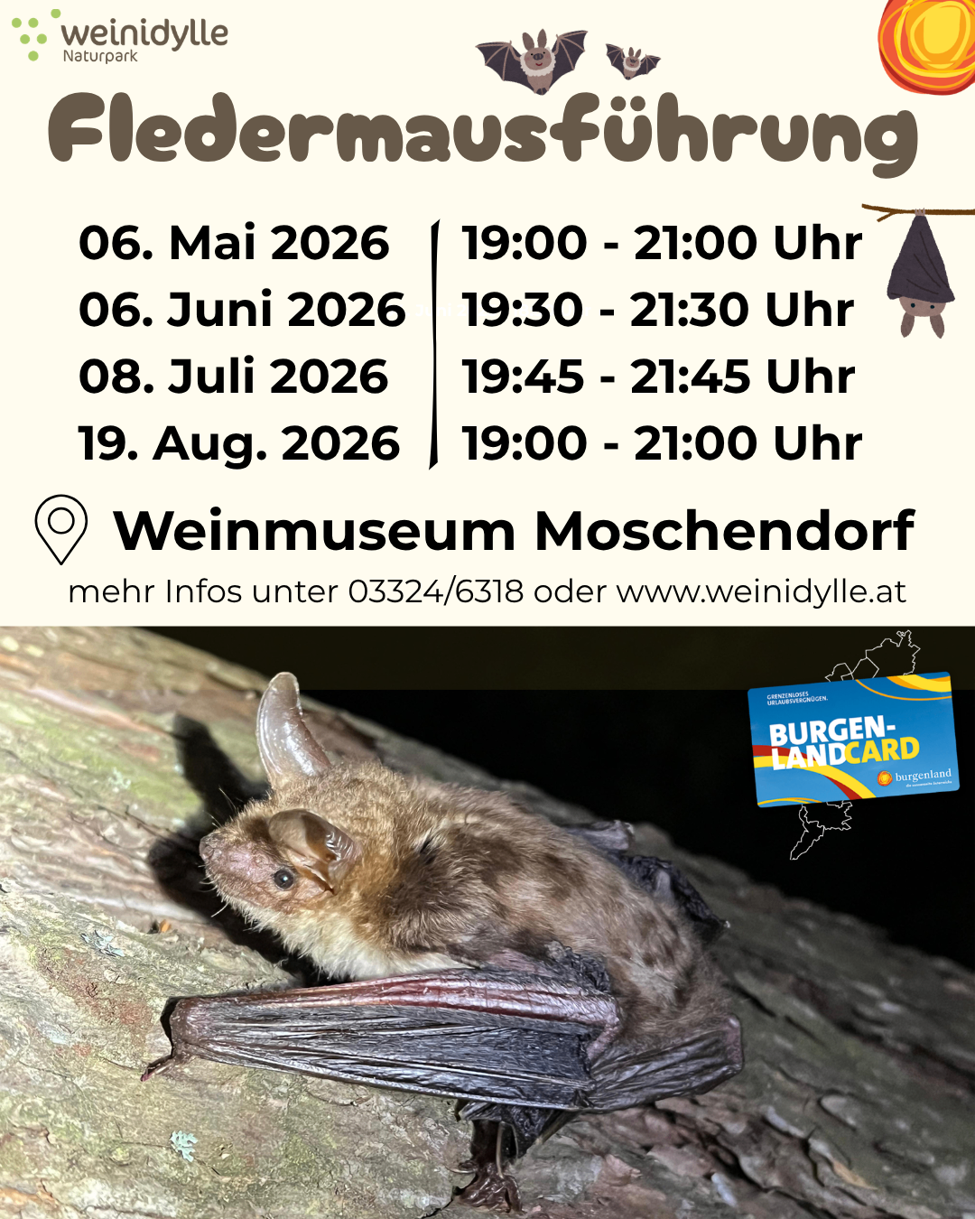 Plakat für Fledermausführungen im Weinmuseum Moschendorf mit Terminen und Zeiten. Kontaktinfo und Burgenland Card abgebildet.