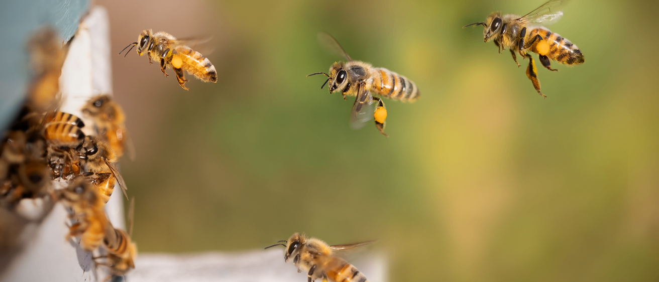 Eine Gruppe von Honigbienen fliegt in der Luft, mit ausgebreiteten Flügeln und einem unscharfen grünen Hintergrund.