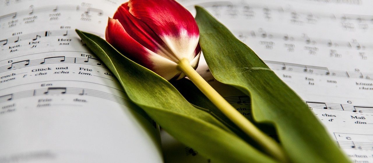 Eine rote und weiße Tulpe liegt auf einem offenen Musikbuch mit Noten. Die Blütenblätter der Tulpe sind leicht gekrümmt, und ihr Stiel ist lang und schlank.
