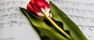 Eine leuchtend rote und weiße Tulpe liegt auf einem offenen Notenbuch, wobei ihre Blätter auf den Musiknoten ruhen.