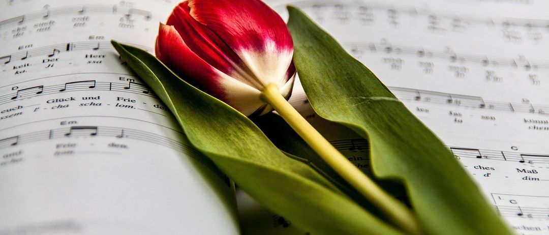 Eine rote Tulpe mit grünen Blättern liegt auf einem offenen Notenbuch. Die Seiten zeigen Musiknoten, und die leuchtende Farbe der Tulpe kontrastiert mit dem weißen Hintergrund.