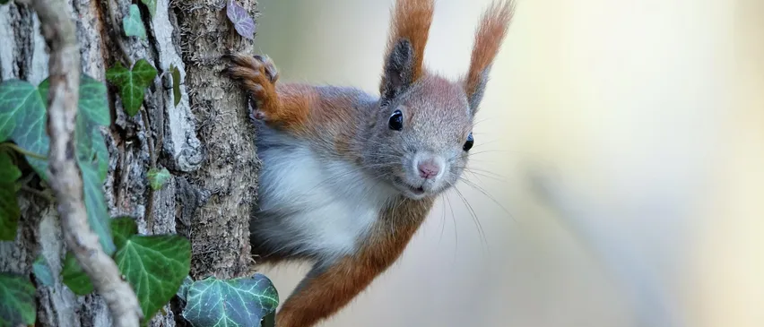 Ein roter Eichhörnchen mit flauschige Schwanz und buschigen Schnurrhaaren klettert einen Baum mit grünen Blättern hoch.