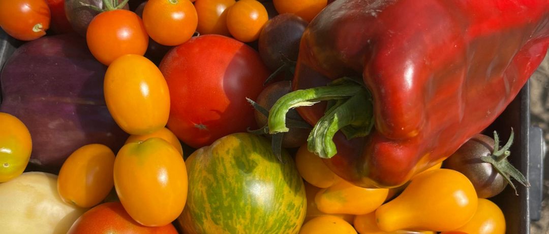 Eine Schachtel gefüllt mit verschiedenen Gemüsesorten wie rote Paprika, Tomaten, Gurken und weiße Radieschen.