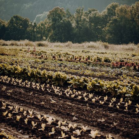 Anbau von Biogemüse in Mötschlach