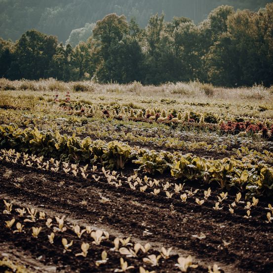 Anbau von Biogemüse in Mötschlach