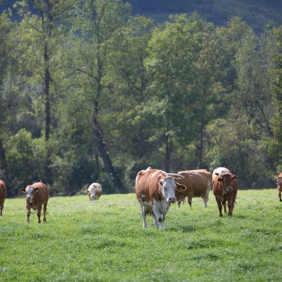 Rinderherde am Murfeld
