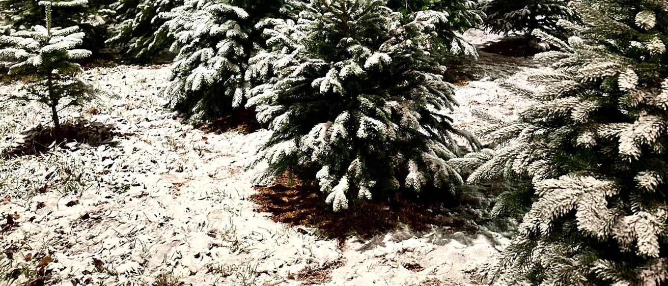Bild enthält, Tree, Fir, Nature, Outdoors, Weather, Vegetation, Ice, Snow, Frost, Conifer