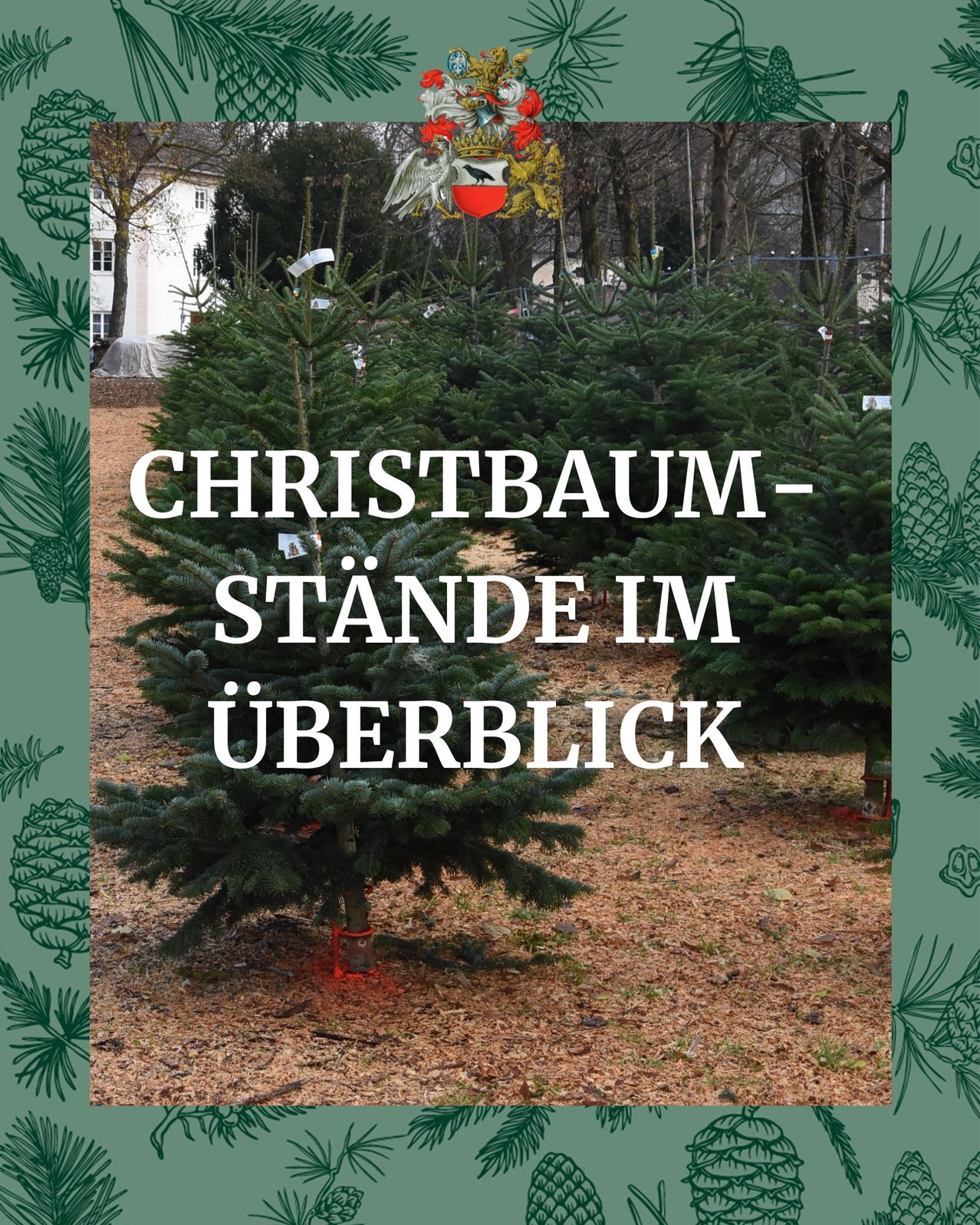 An aerial view of a pine tree farm with Christmas trees and a building in the background. The trees are in different sizes.