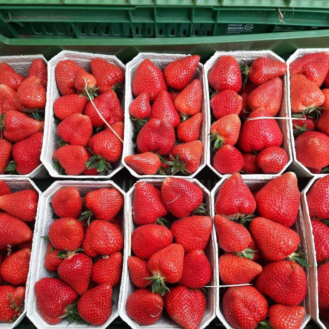 Mehrere Behälter mit Erdbeeren, ordentlich angeordnet und in weißem Papier verpackt. Grüne Lagerboxen sind im Hintergrund sichtbar.