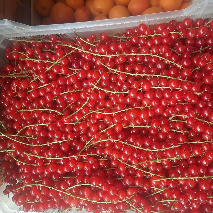Ein Plastikbehälter gefüllt mit Büscheln roter Beeren auf grünen Stielen, mit einigen Orangen im Hintergrund sichtbar.