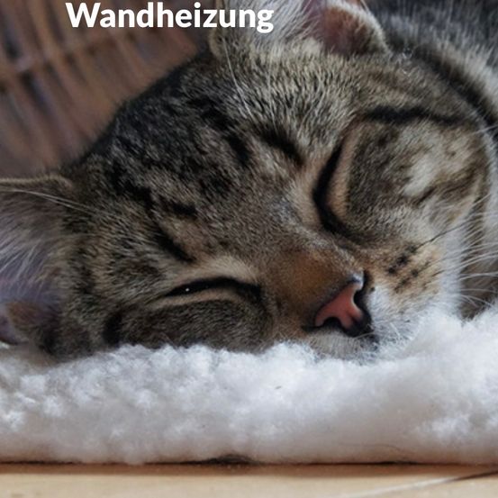 Bild enthält, Animal, Cat, Mammal, Pet, Kitten, Person, Sleeping, Abyssinian